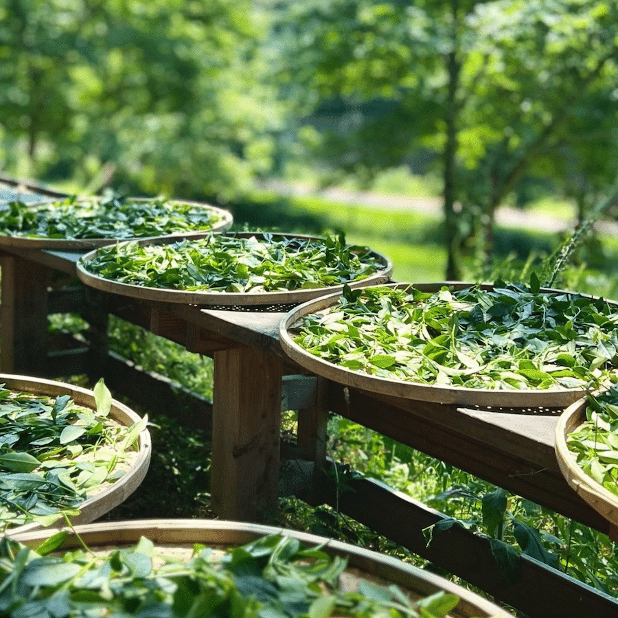 Séchage de feuilles de théiers sur claies dans le jardin