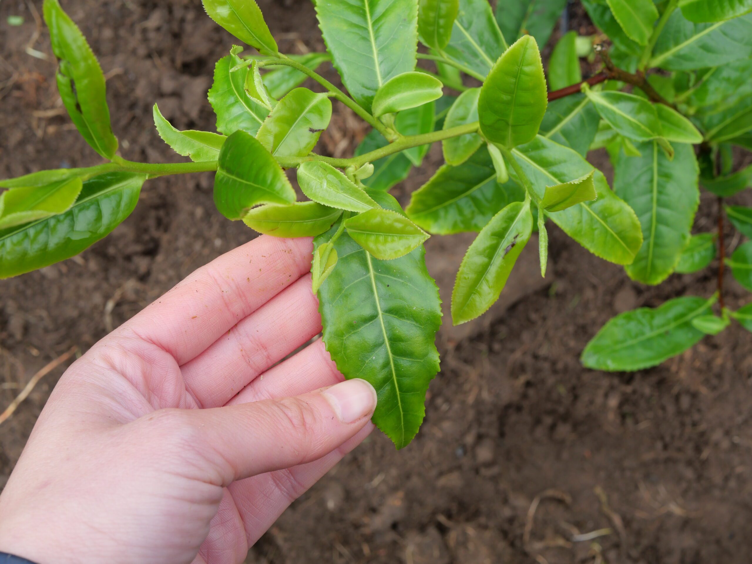 Théier Dagangcha – Image 2