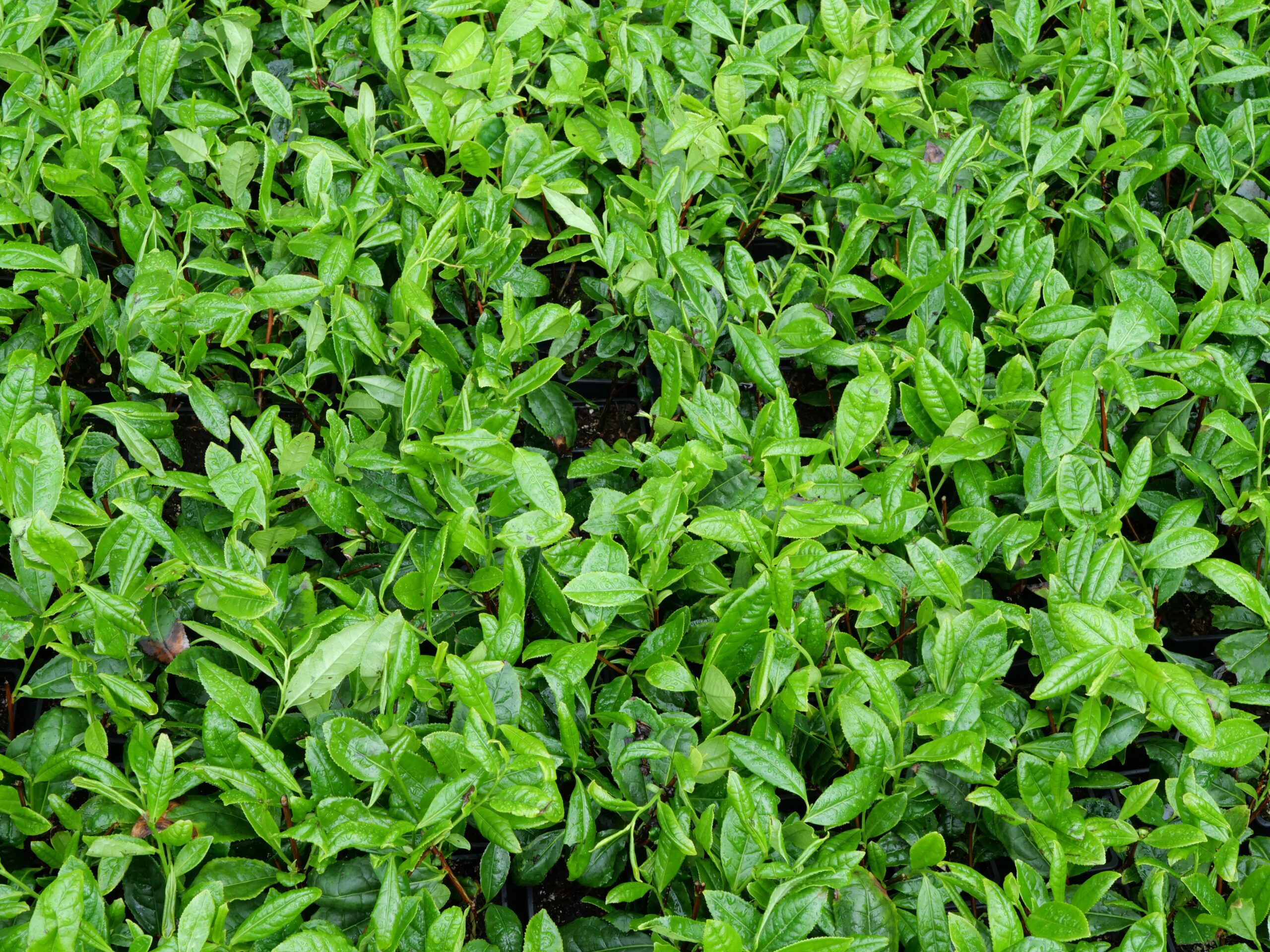 Théier Dagangcha – Image 3