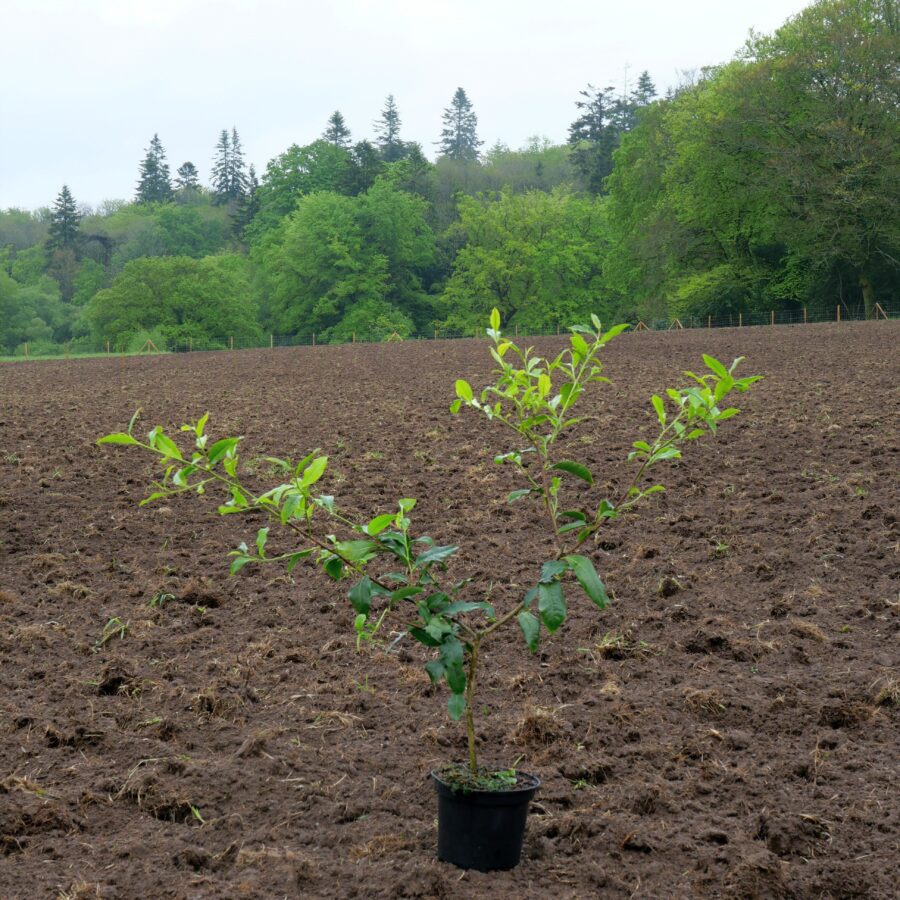 cultivar chinois Mingshanbaihao131