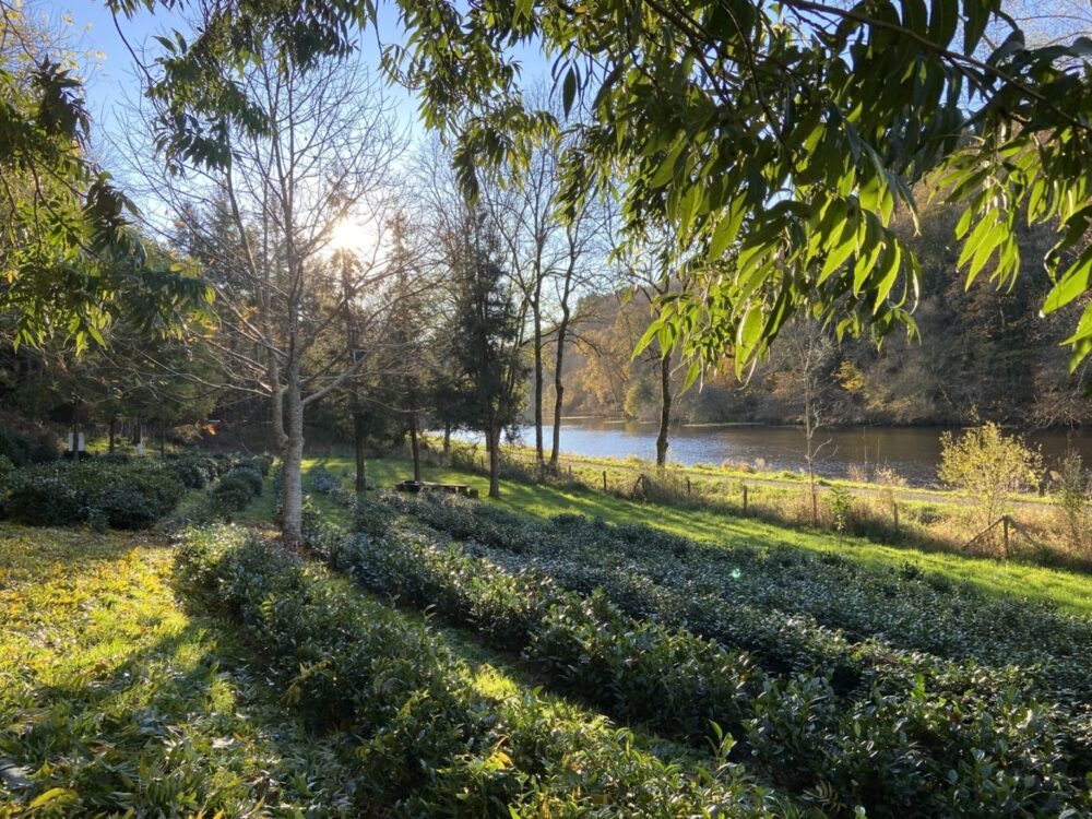 Harvest in the French Britanny tea garden