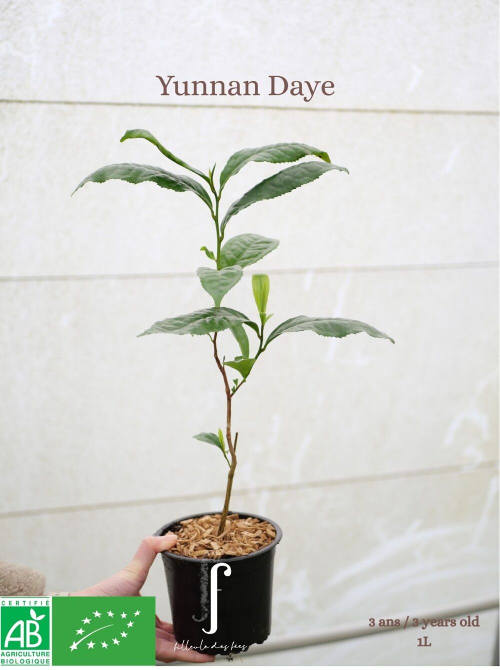 Yunnan Daye _ Bio - thé Pu'Erh -thé sombre