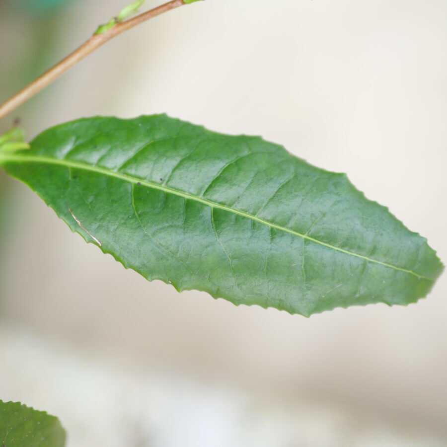 feuilles zhongcha 108 cultivar