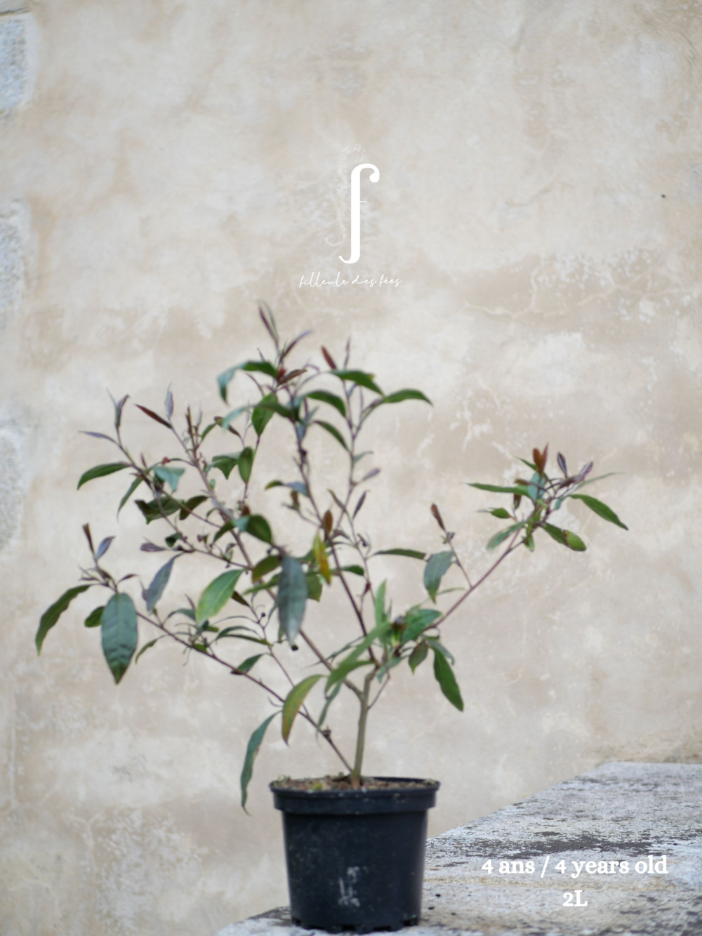 Cultivar Zijuan 4 ans
