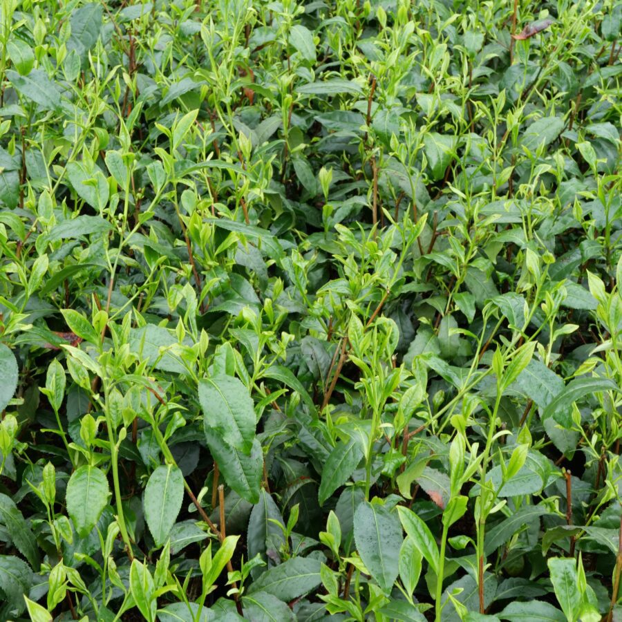 Sélection “Divers” (4 ans)