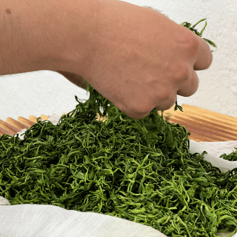 Roulage des feuilles de thé dans la préparation du thé vert
