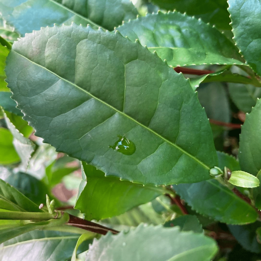 Théier de Corée n°1 (feuilles longues)