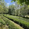 Jardin de thé Filleule des Fées en Bretagne