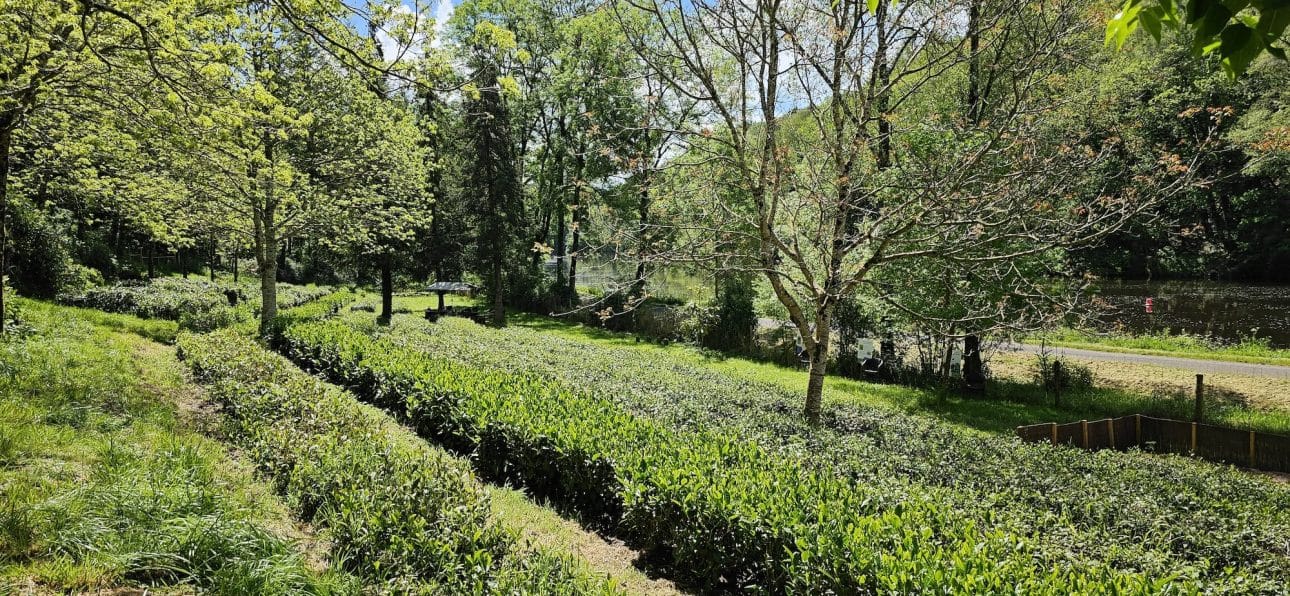 Jardin de thé Filleule des Fées en Bretagne