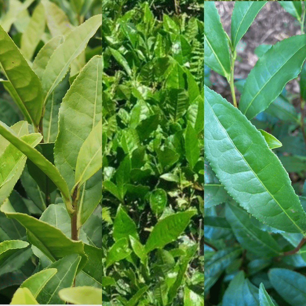 Visuel Kit du débutant