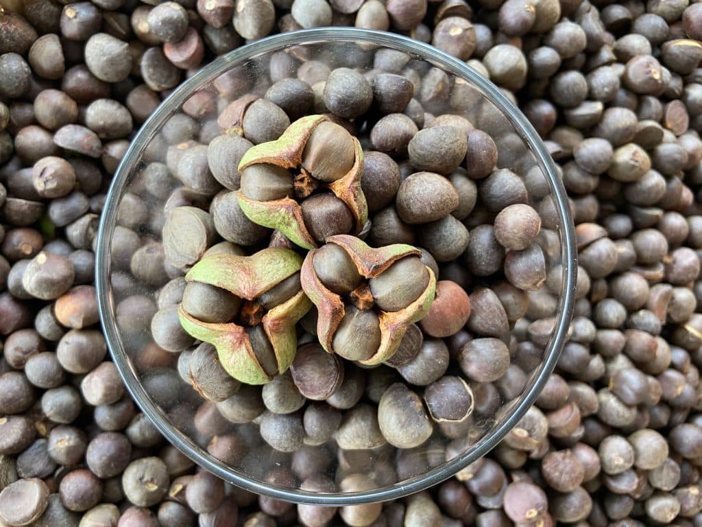 Graines de Théier Filleule des Fées