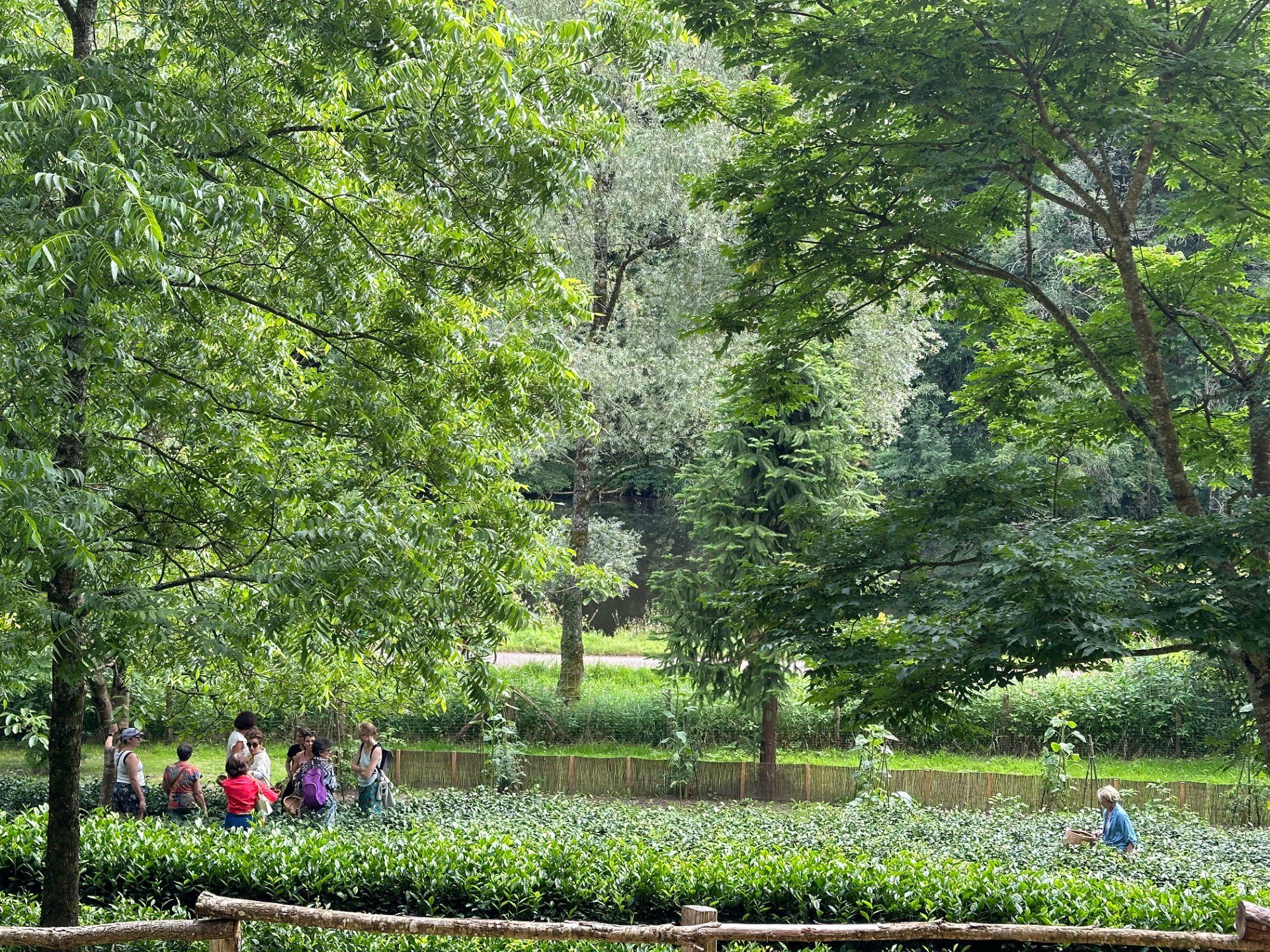 Formation transformation thé