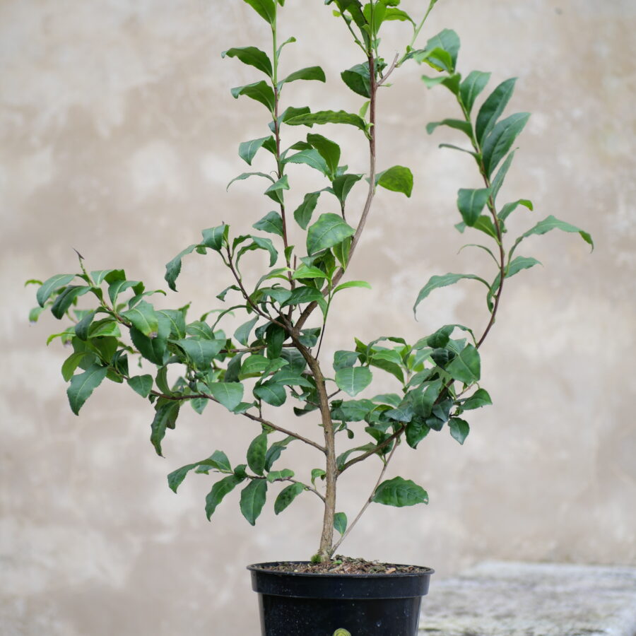 Longjing-Changye-cultivar