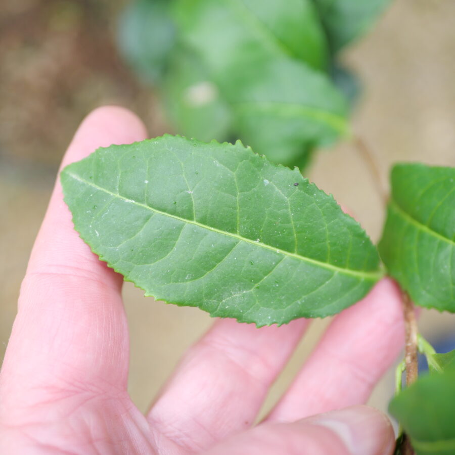 Longjing Chanye_feuilles