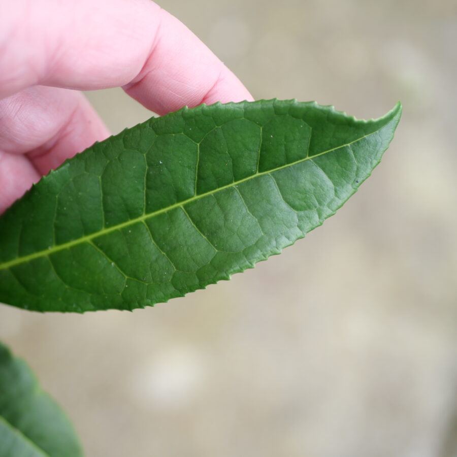 Longjing43_feuilles