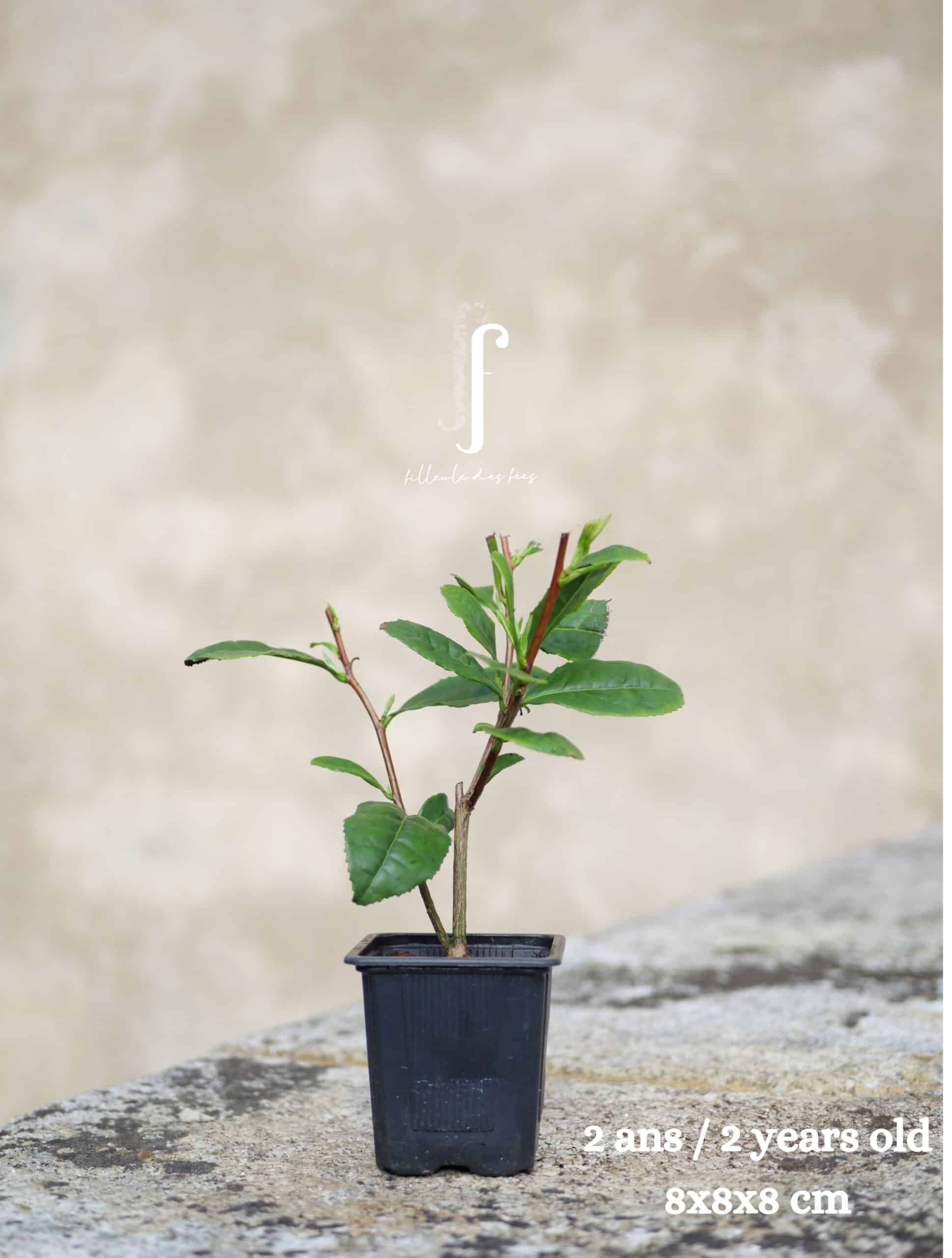 Kit du débutant - Découvrez l'art du thé – Image 2