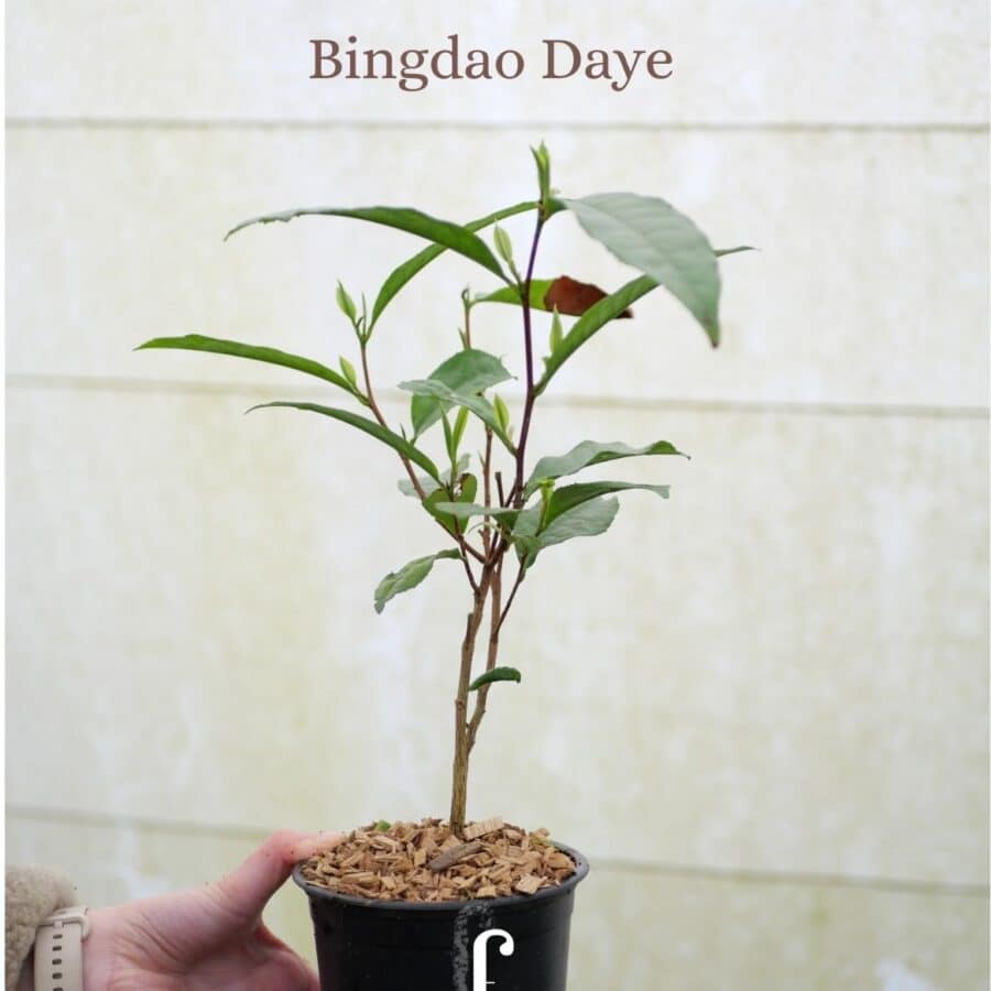 Bingdao Daye - thé Pu-Erh- thé sombre - cultivar issu de l'agriculture biologique - Daye - Yunnan