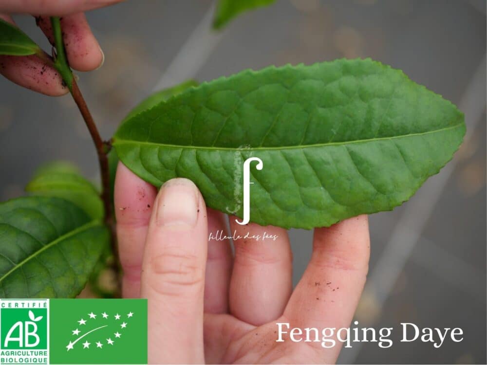 Kit Prestige pour fabriquer votre Thé Pu'Erh – Image 5