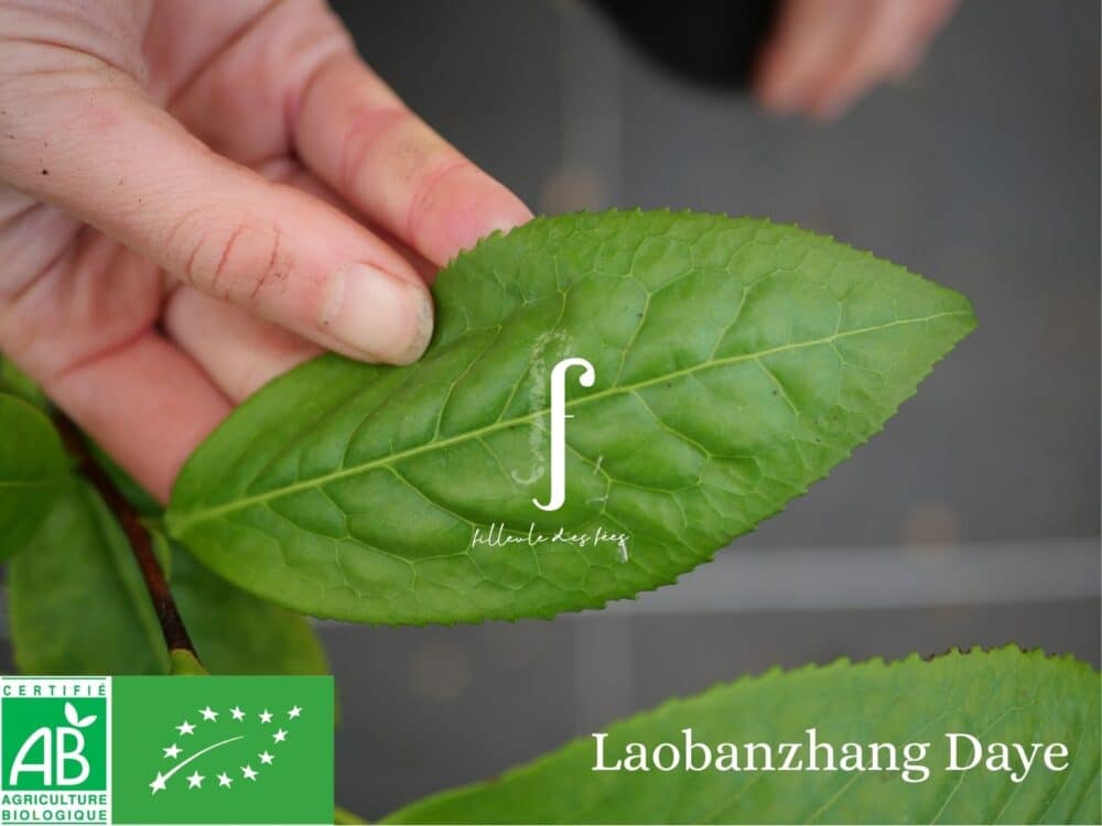 Kit Prestige pour fabriquer votre Thé Pu'Erh – Image 7