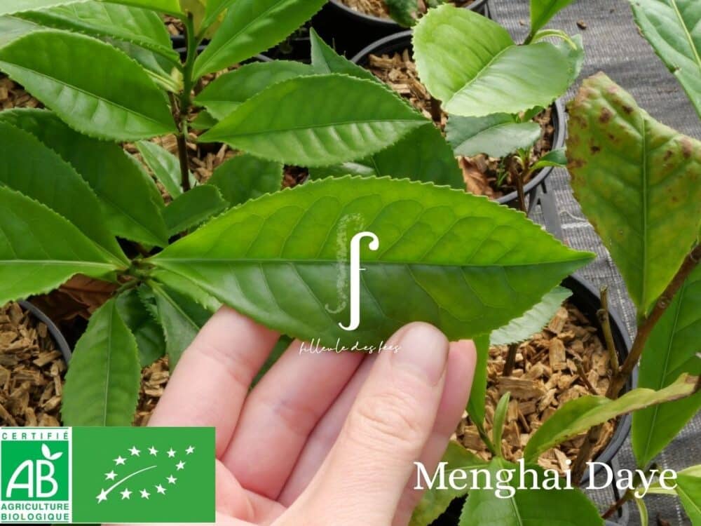 Kit Prestige pour fabriquer votre Thé Pu'Erh – Image 9