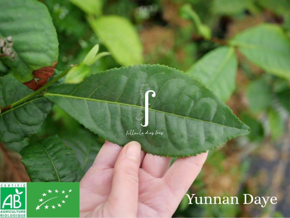 Kit Prestige pour fabriquer votre Thé Pu'Erh – Image 11