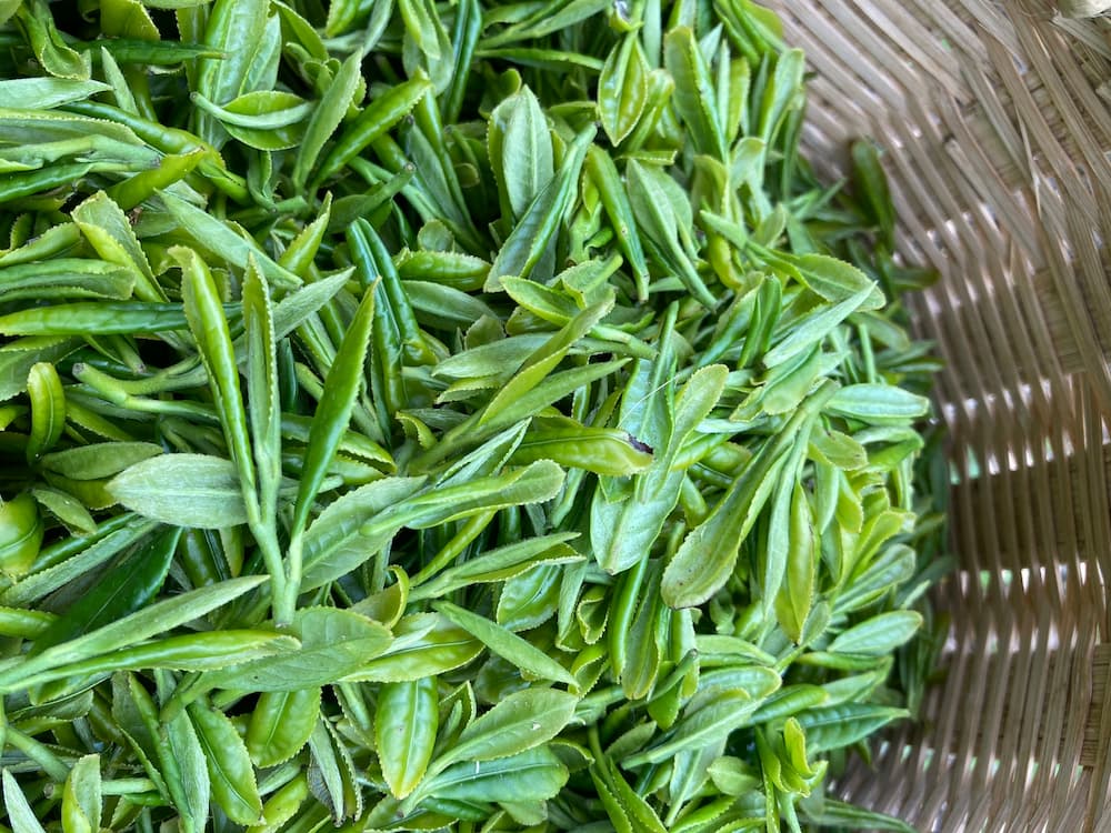 Vente de thé en gros