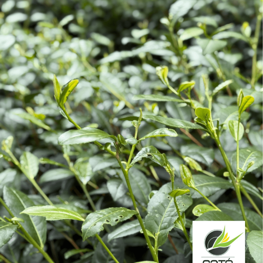 Agronomie du théier, aperçu de la transformation & modèles économiques - Module élaboré en coopération avec la station d'essais du Caté