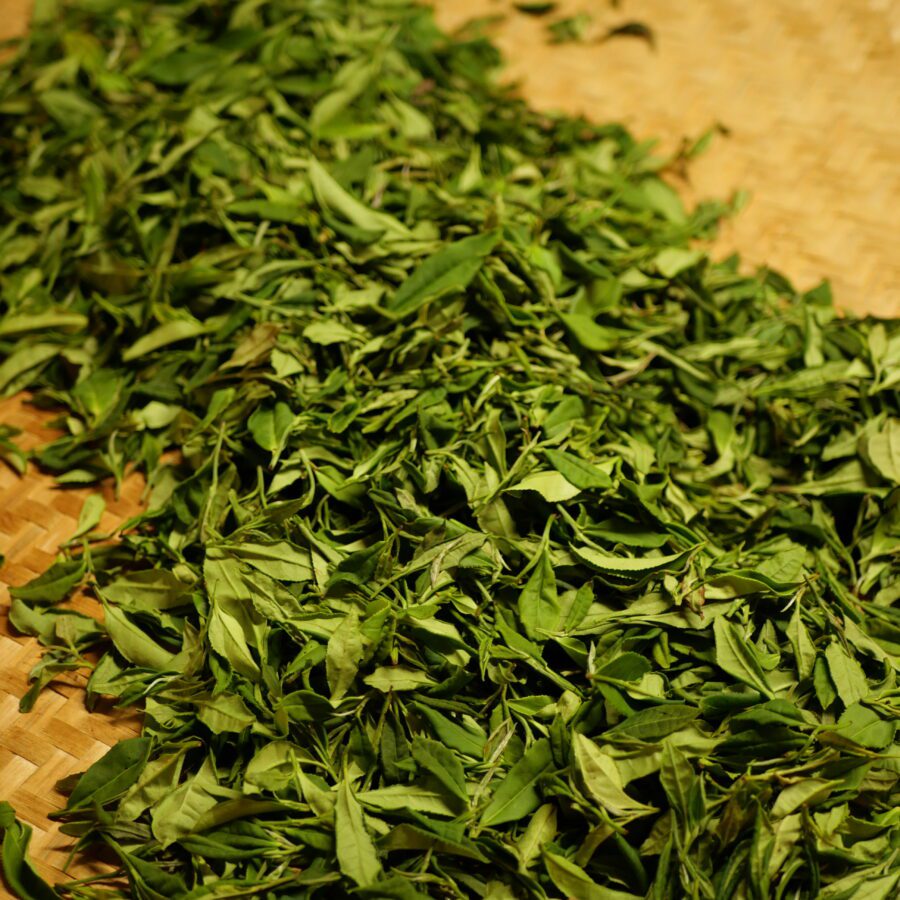 feuilles de théiers transformées