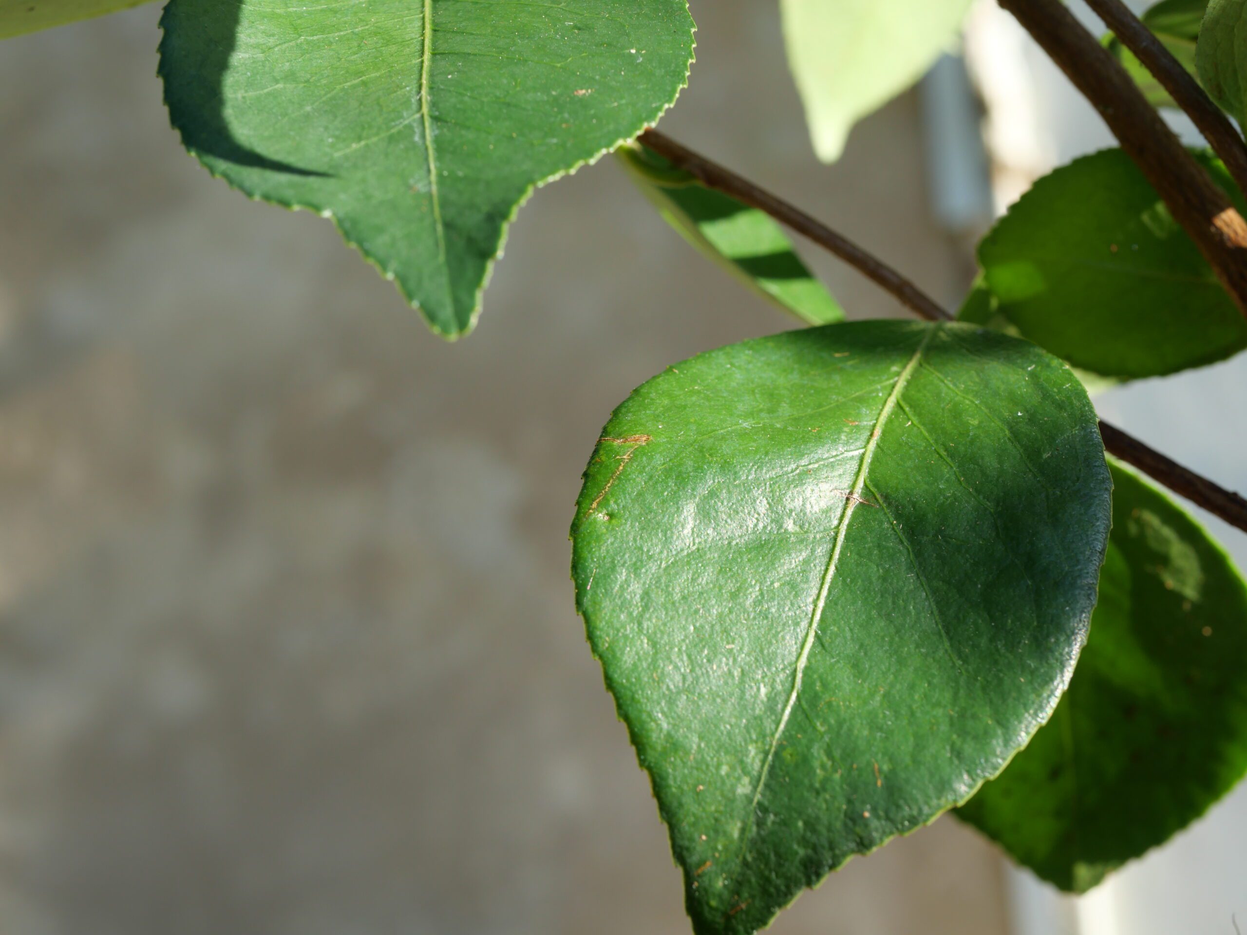 🌿 Feuilles longues, lisses, d’un vert profond ⏳ Entrée en production précoce (floraison et fructification 1 à 2 ans plus tôt que les variétés standard) 🌱 Port harmonieux, légèrement érigé 🌳Rendement élevé (1 à 2 fois supérieur aux cultivars classiques) 💪 Adapté aux zones subtropicales moyennes à méridionales
