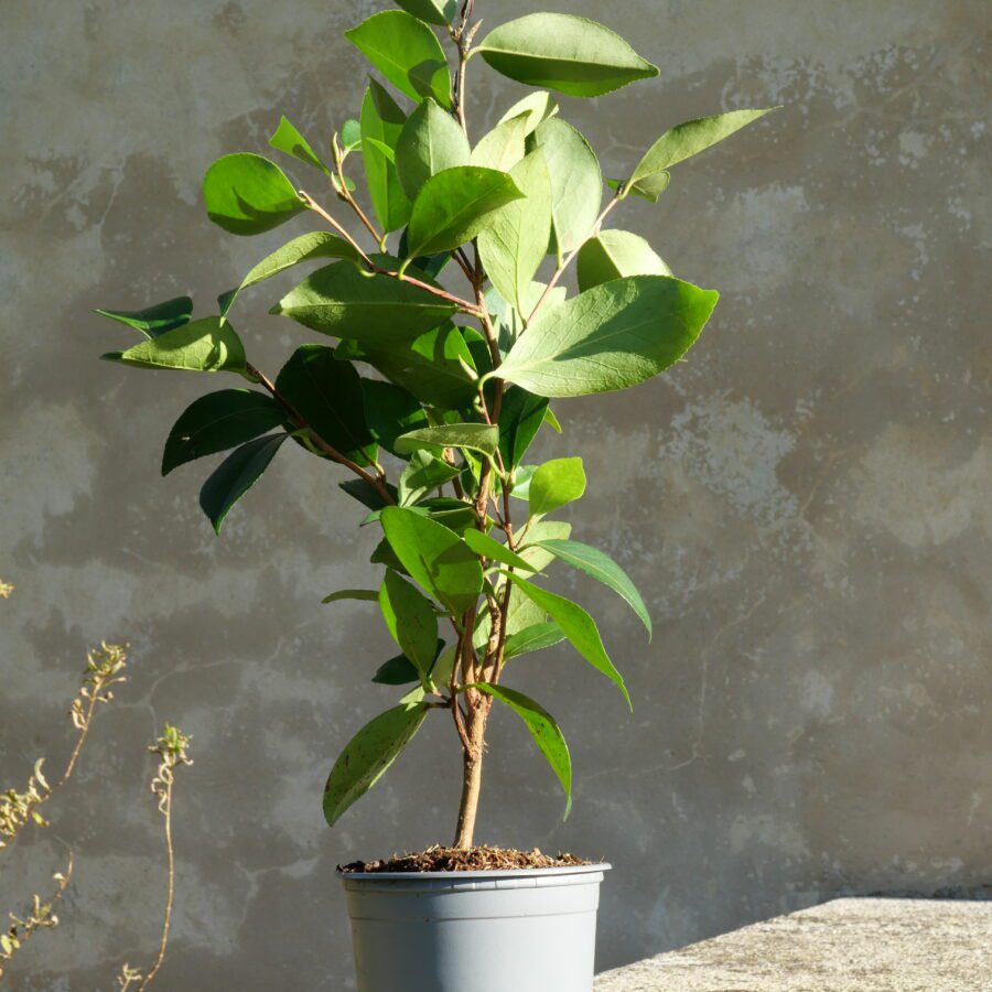 CAMELLIA oleifera Cenxi ruanzhi_1L_pot