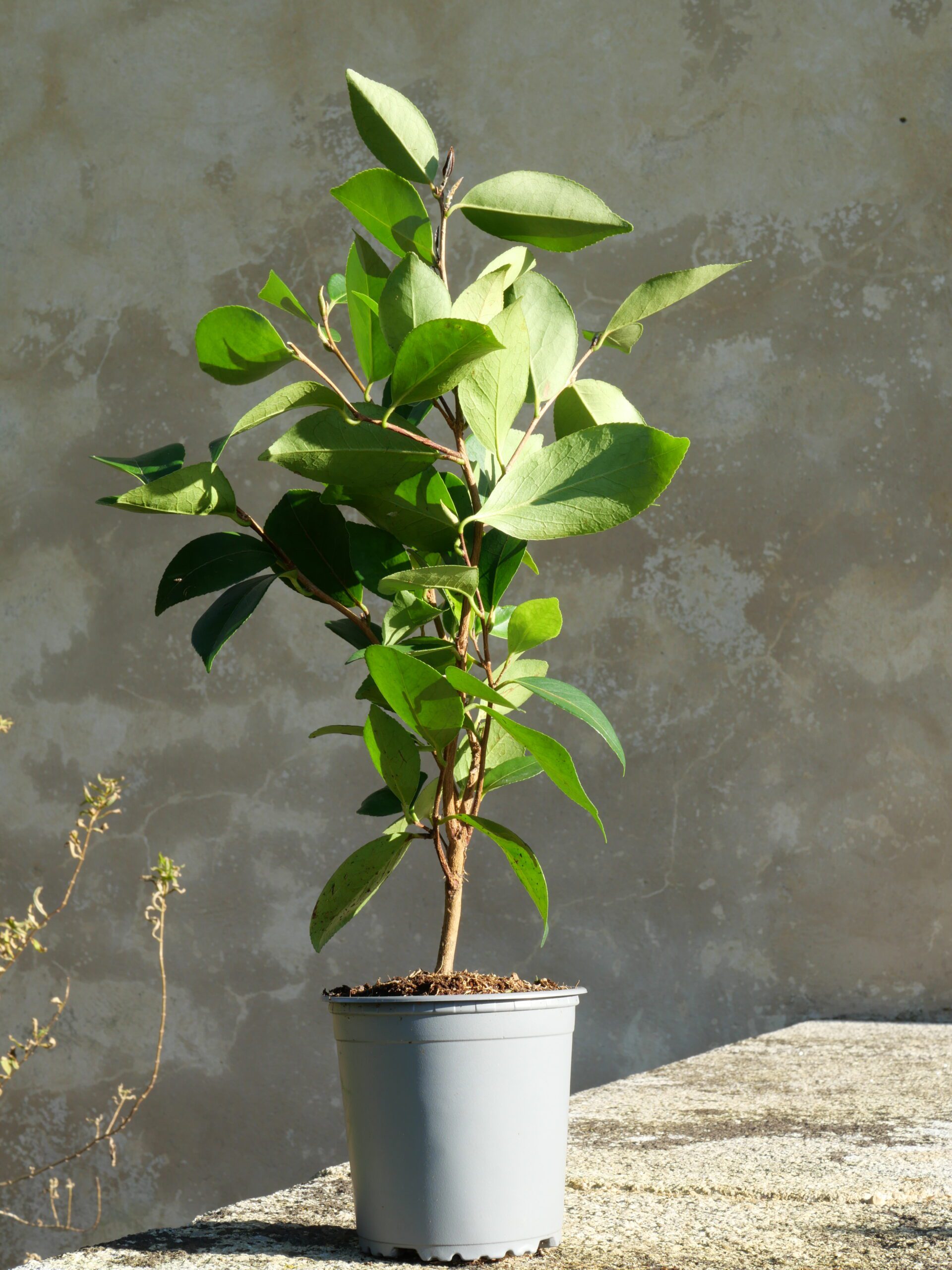 CAMELLIA oleifera Cenxi ruanzhi_1L_pot