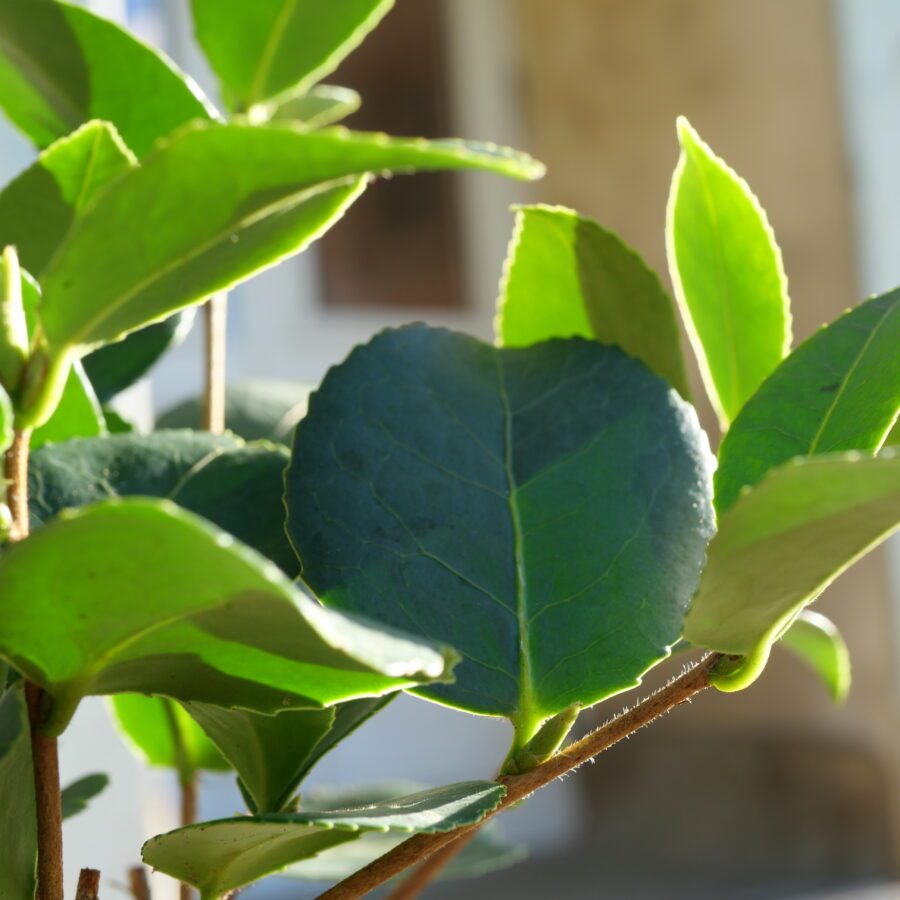 Issu de programmes de sélection récents, ce cultivar est particulièrement recherché pour son rendement élevé en graines et sa teneur intéressante en huile. Il se distingue également par une bonne productivité et une relative régularité de fructification.