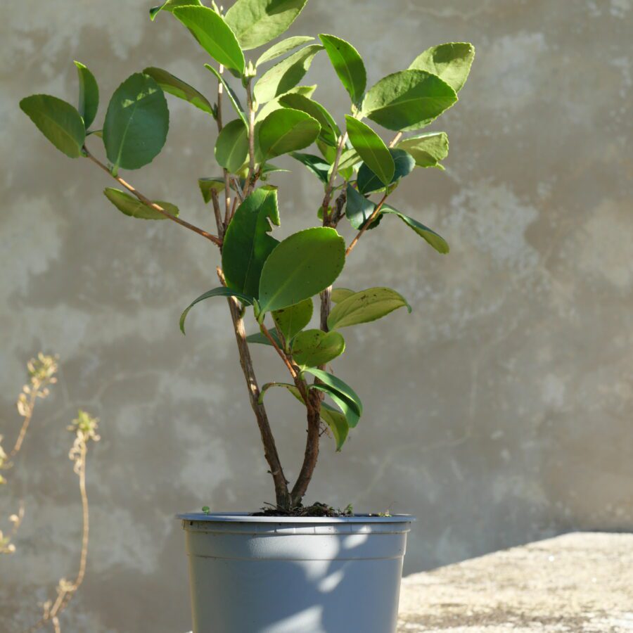 Cultivar reconnu pour sa vigueur et sa bonne adaptation, il présente une croissance régulière et une mise à fruit relativement homogène. Il est apprécié pour sa stabilité de production et sa capacité d’adaptation à différents types de sols acides.