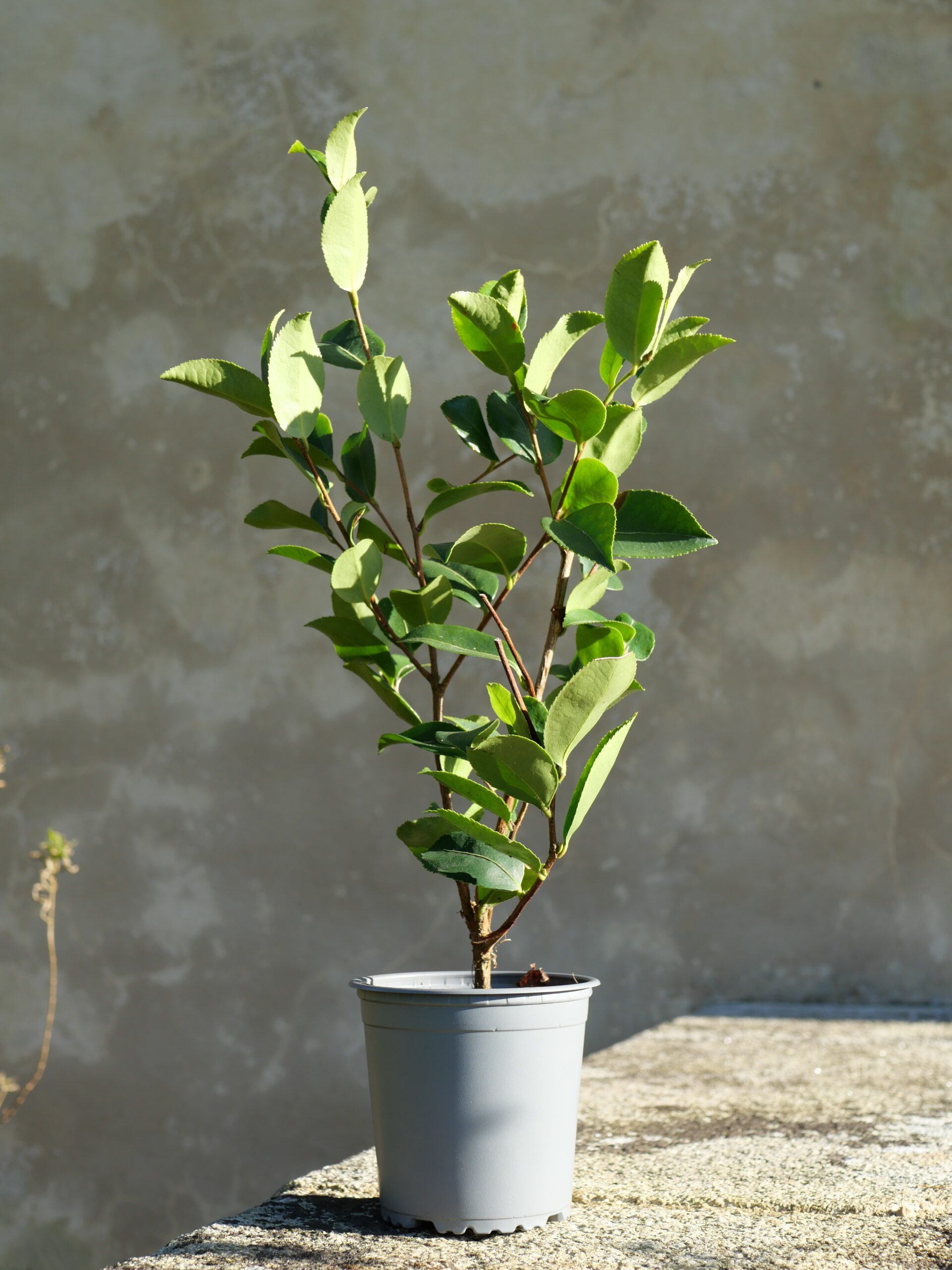 🌿 Feuilles plus compactes, épaisses et résistantes ⏳ Précocité plus tardive 🌱 Port plus ouvert, naturel 🌳 Production progressive, stable dans le temps 💪 Bonne résistance au froid et à la sécheresse